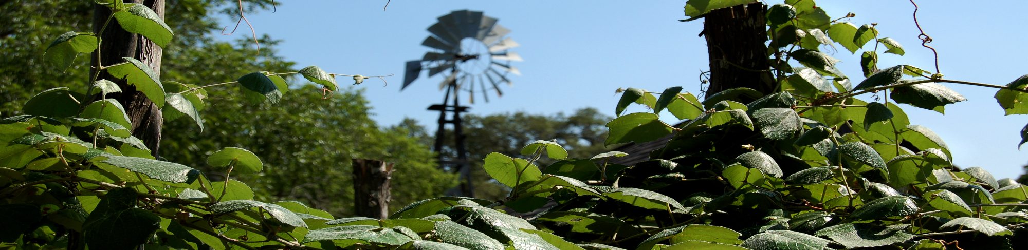 Dripping Springs Header