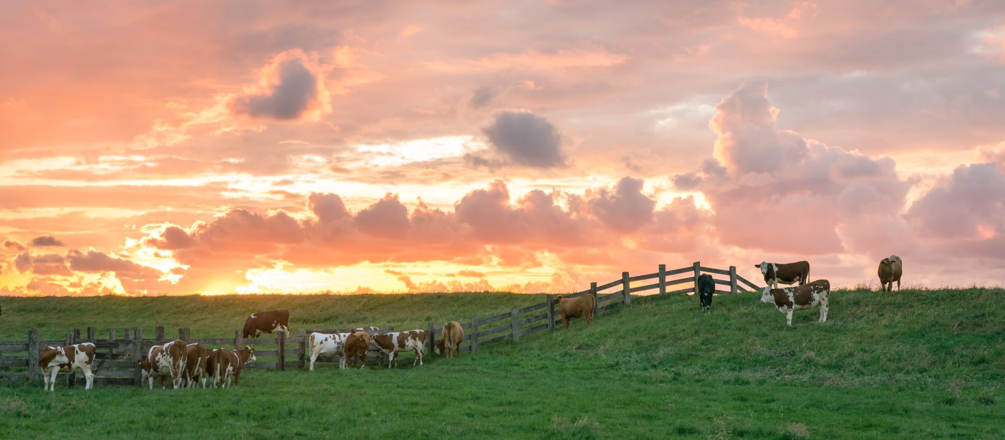 Schertz Header